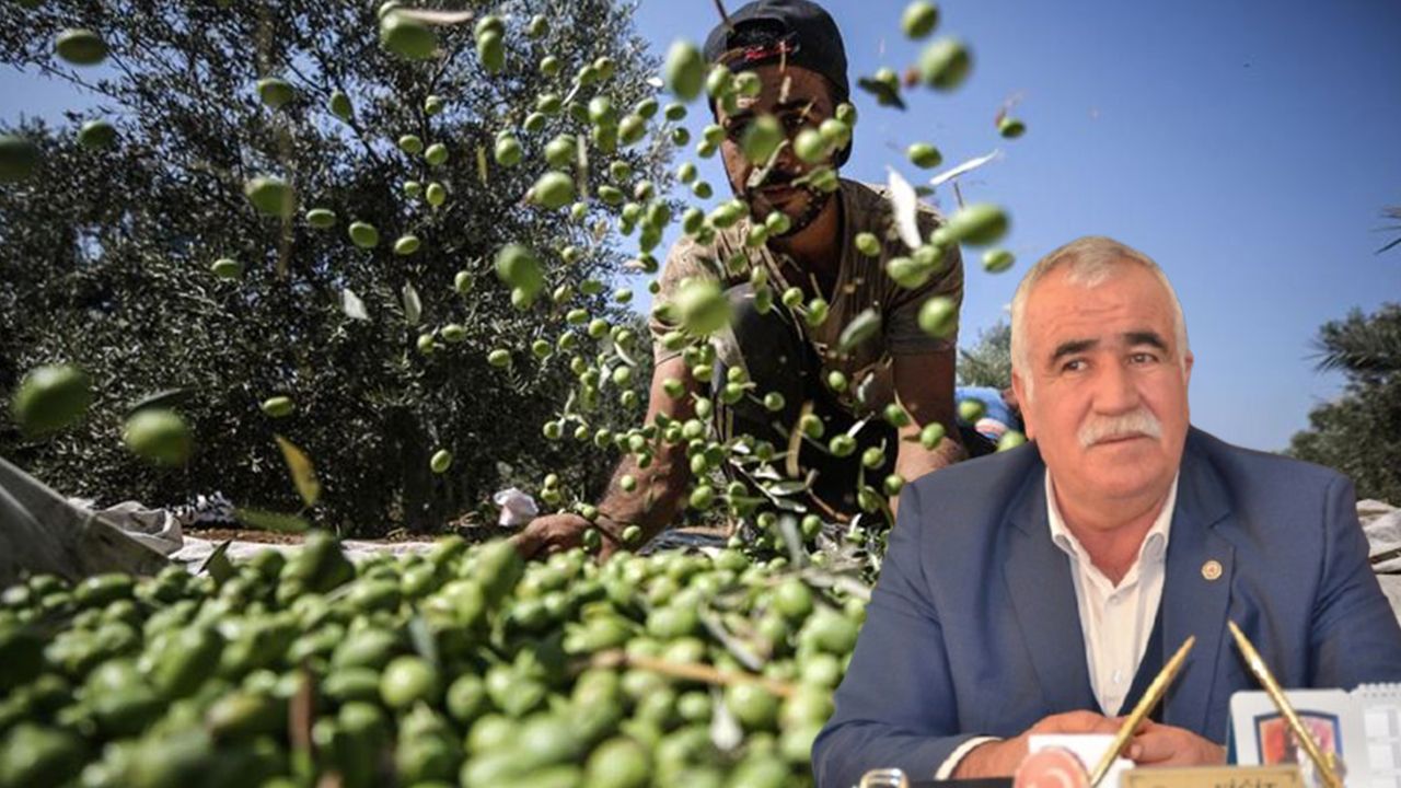 Fıstıktan sonra Zeytin'de sıkıntılı