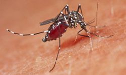Avrupa'da sivrisinek kaynaklı salgın alarmı