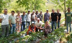 Çilek kazanç kapısı oldu