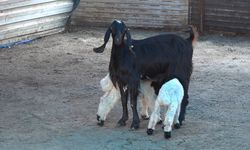 Keçi  ikiz kuzulara annelik yapıyor