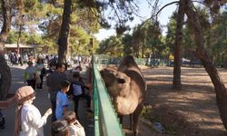 Afrika savanası projeleri hayata geçiyor