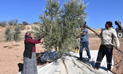 Zeytin hasadı başladı