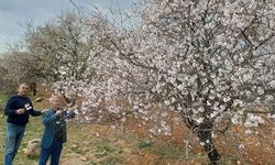 Badem ağaçları çiçek açtı