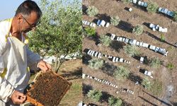 2 Arı ile başladı 2 ton bala ulaştı