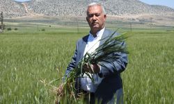 Buğday çiftçinin yüzünü güldürüyor