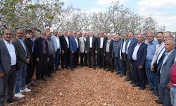 Don zararı için inceleme
