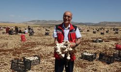 Sarımsakta beklenen oldu