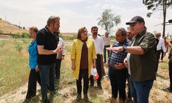 Gaziantep'te somon balığı üretmeye başladık