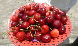 Kiraz hasadı başladı