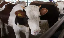 Kurbanlıklar elde kalmayacak! Fiyat Listesi Belli Oldu