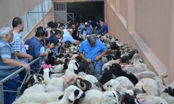 Gaziantep'te kurban kesimine modern çözüm