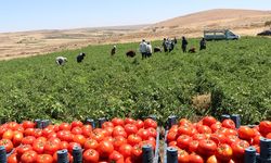 Salçalık domatesin adresi belli oldu