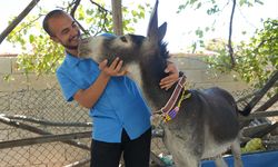 Annesi ölen eşeğe gözü gibi bakıyor