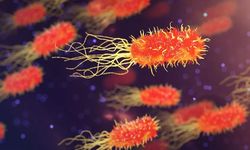 Bakanlıktan 'vibrio' açıklaması