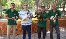 Cüce keçiler dördüz doğuruyor