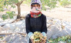 Diyarbakır’da fıstık hasadı
