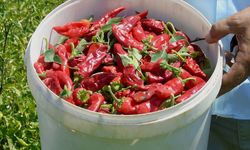 Kırmızı biber hasadı başladı