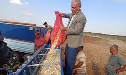 Araban sarımsağında ekim zamanı