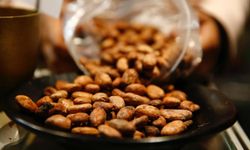 Bir fincan kakao vücutta mucize yaratıyor