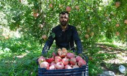 Nar hasadı başladı