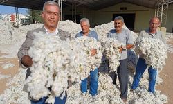 Pamuk hasadı buruk başladı