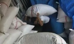 Yarım ton fıstık çaldı
