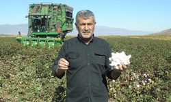Pamuk hasadı başladı