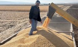 Araban Ovası’nda mısır hasadı