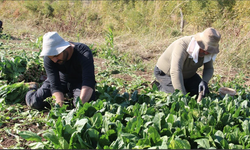 Çiftçiler için destek paketi çağrısı