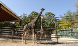 Hayvanat bahçesinde şaşırtan dostluk