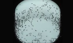 Nerden çıktı bu üvezler?