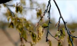 Üreticilere destek ödemesi