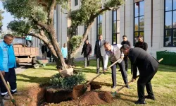 Valilik bahçesine zeytin ağacı