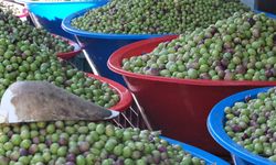 Yeşil zeytinde fiyat değişmedi