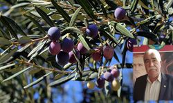 Zeytin'de yüzde 50 kayıp var
