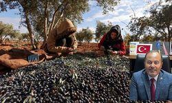 Bu gidişle zeytin ve fıstık ağaçları kuruyacak