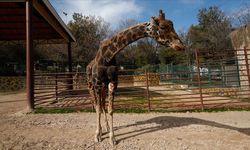 Hayvanat Bahçesinin simgesiydi: Zürafa Şakir hayatını kaybetti