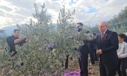 Zeytin fidanlarının geliri bağışlandı