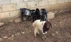 Annesi kabul etmedi, keçiler sahiplendi