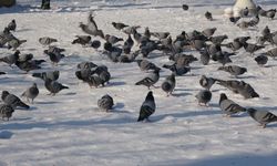 Kar ve güneşin tadını çıkardılar