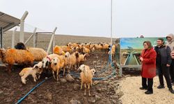 Meralar için büyük adım