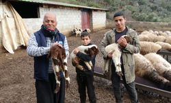 Besiciler destekle hayata tutundu