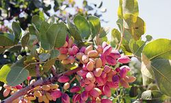 Bereketin güçlü simgesi