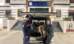 Sahte para ile dolandırmışlar