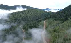 Cumhurbaşkanlığından Orman kararı