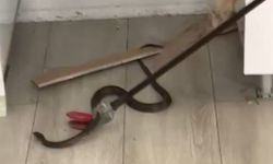 Eve giren yılanı itfaiye ekipleri çıkardı