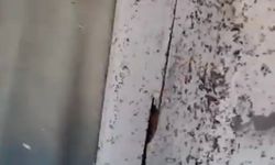 Oğuzeli’nde sinek sıkıntısı