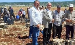 Sarımsakta hasat başladı