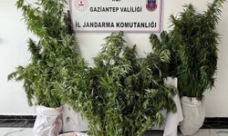 Evinde kenevir ekmiş