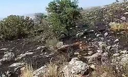 Fıstıklık ve otluk alandaki yangın korkuttu